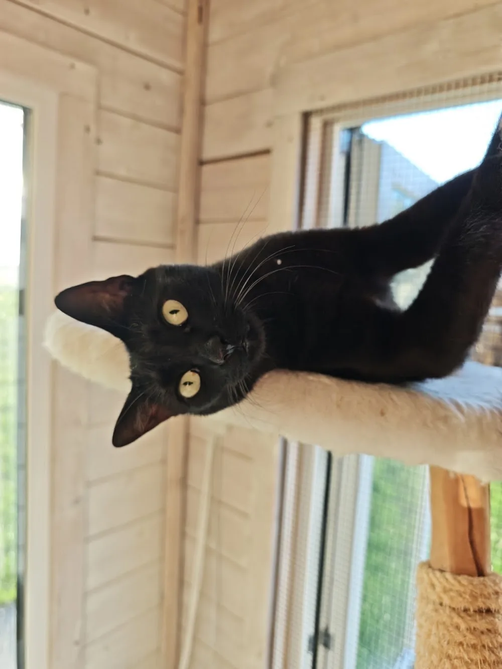 Tierpension Katzenpension – ein Zuhause auf Zeit - Brandenburg pet otel