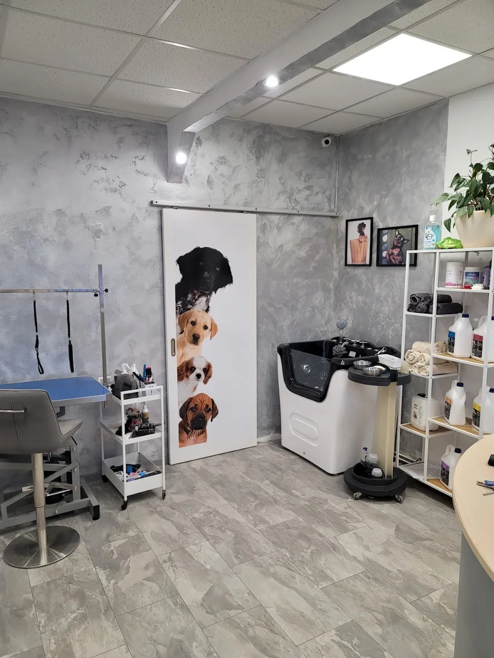 Dog In The City - Pensiune canina Brasov - Pet Hotel & Grooming - Brașov pet otel