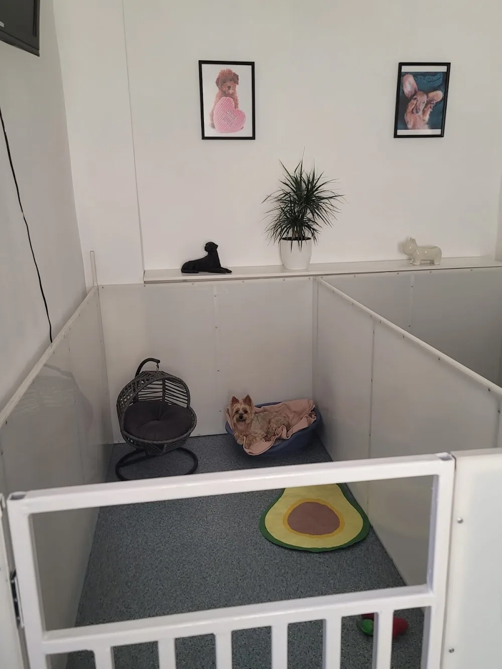 Dog In The City - Pensiune canina Brasov - Pet Hotel & Grooming - Brașov pet otel görseli 3