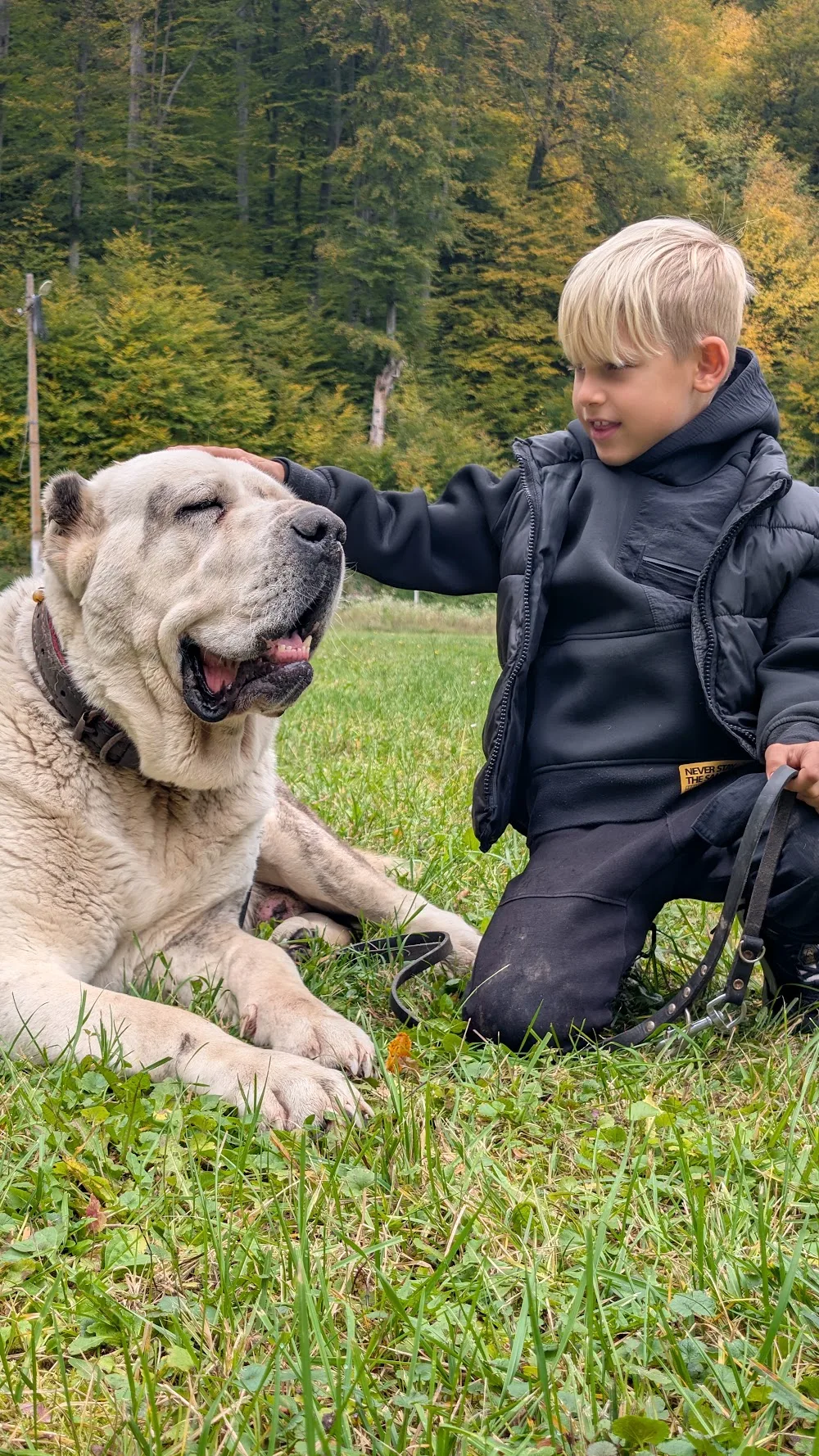 King Cao kennel - Brașov pet otel
