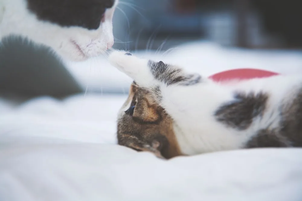 CatSit - Ihre mobile Katzenbetreuung und Haustierbetreuung vor Ort in Bremen & Lilienthal - Bremen pet otel