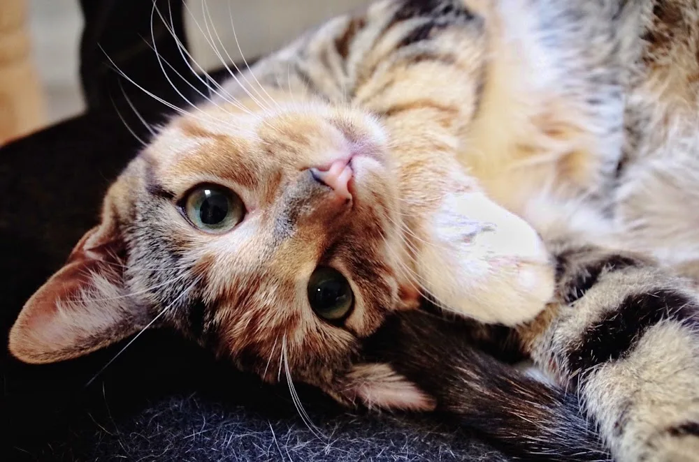 CatSit - Ihre mobile Katzenbetreuung und Haustierbetreuung vor Ort in Bremen & Lilienthal - Bremen pet otel görseli 3