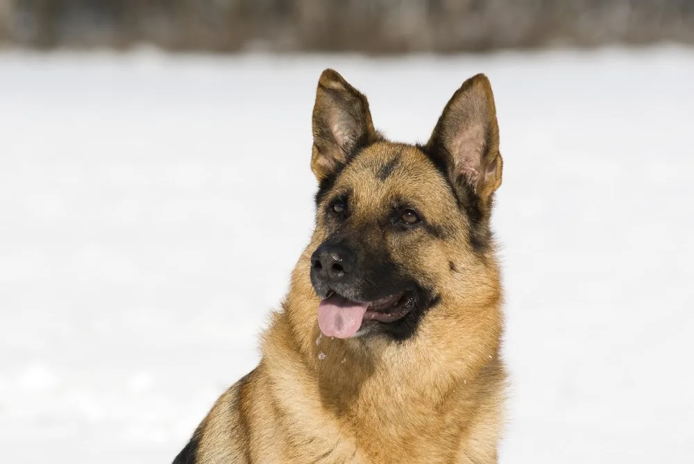 Hundepension Eichenhof - Bremen pet otel görseli 2