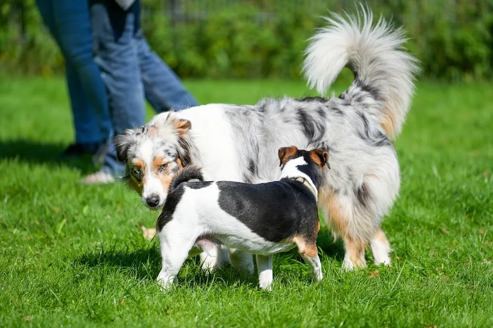 Hundepension Eichenhof - Bremen pet otel görseli 3