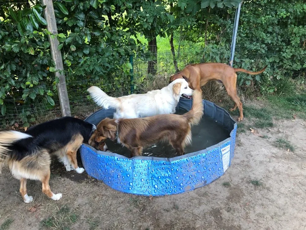 Hundepension & -tagesstätte Syke - Bremen pet otel