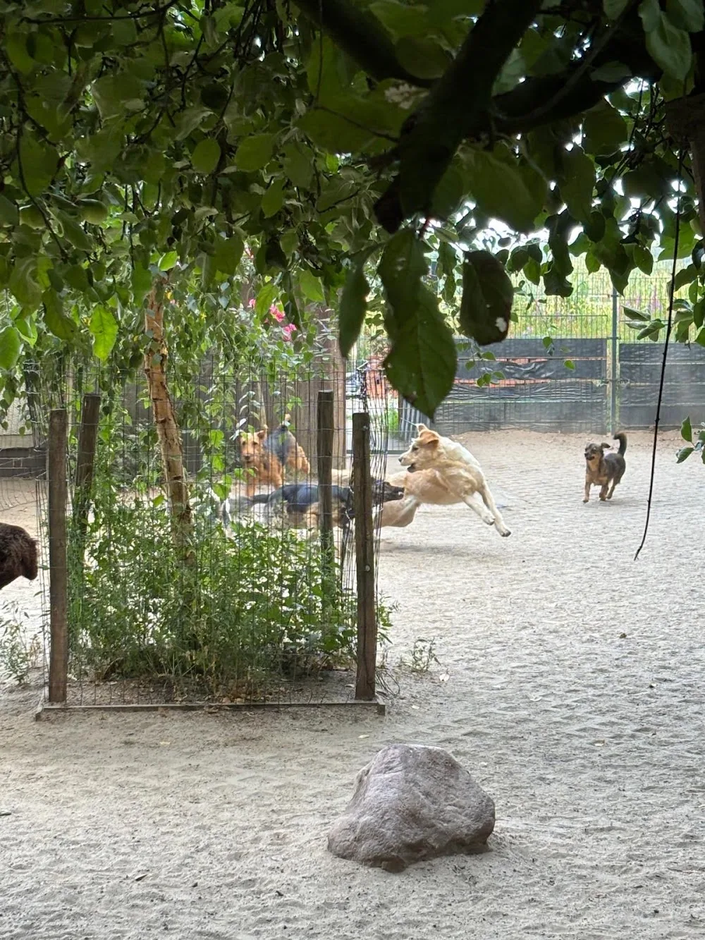 Hundepension & -tagesstätte Syke - Bremen pet otel görseli 3