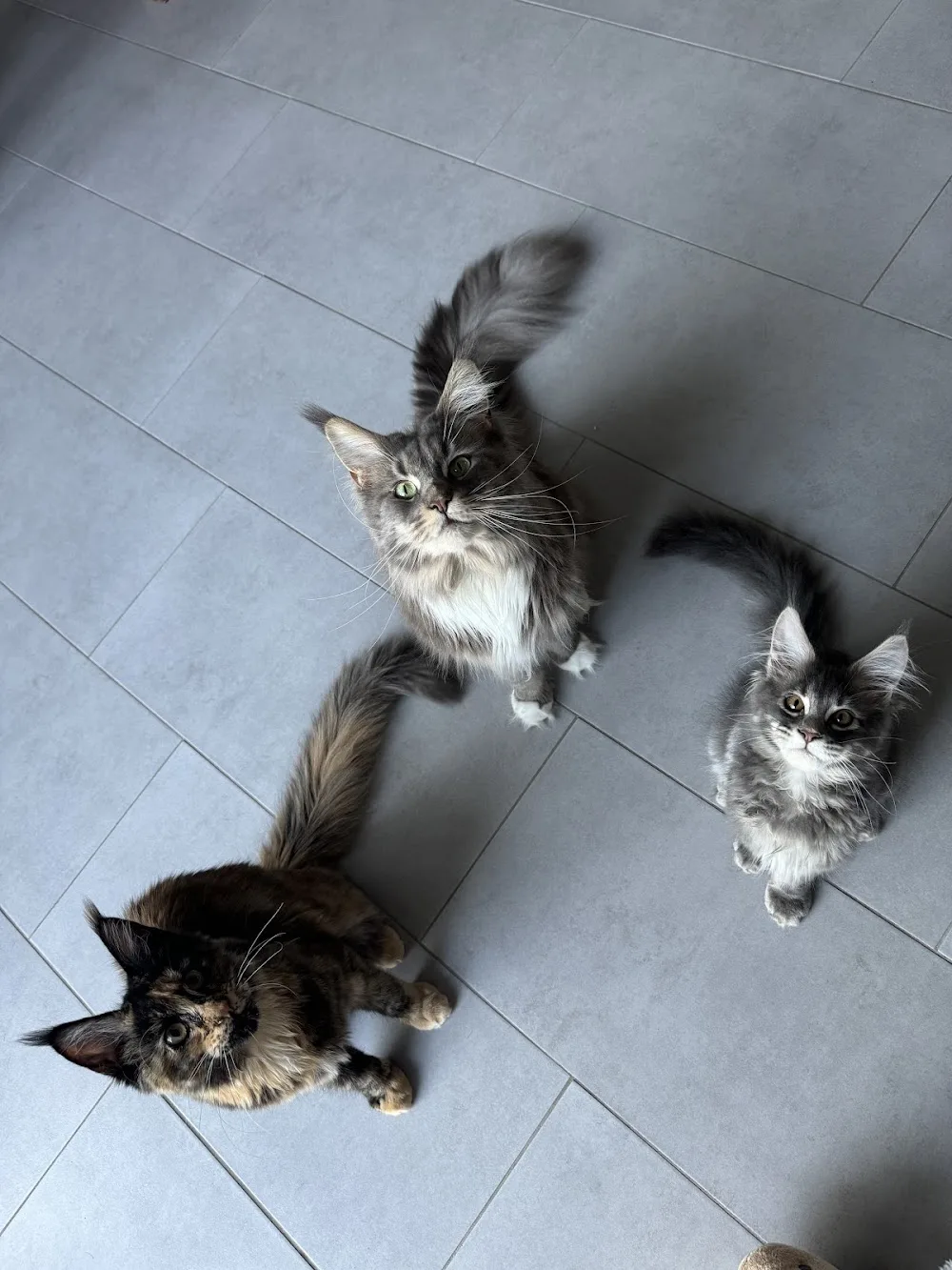 Katzensitting & Verhaltensberatung Ruffy and me - Bremen pet otel