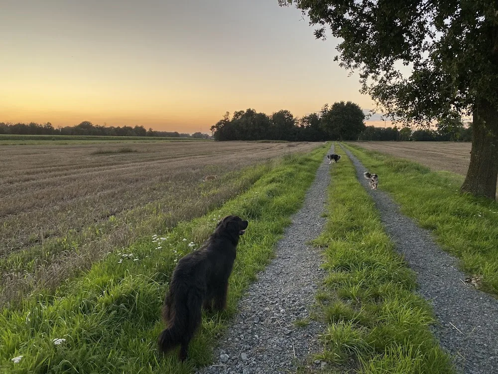 Love My Dog - Hundebetreuung - Bremen pet otel görseli 3