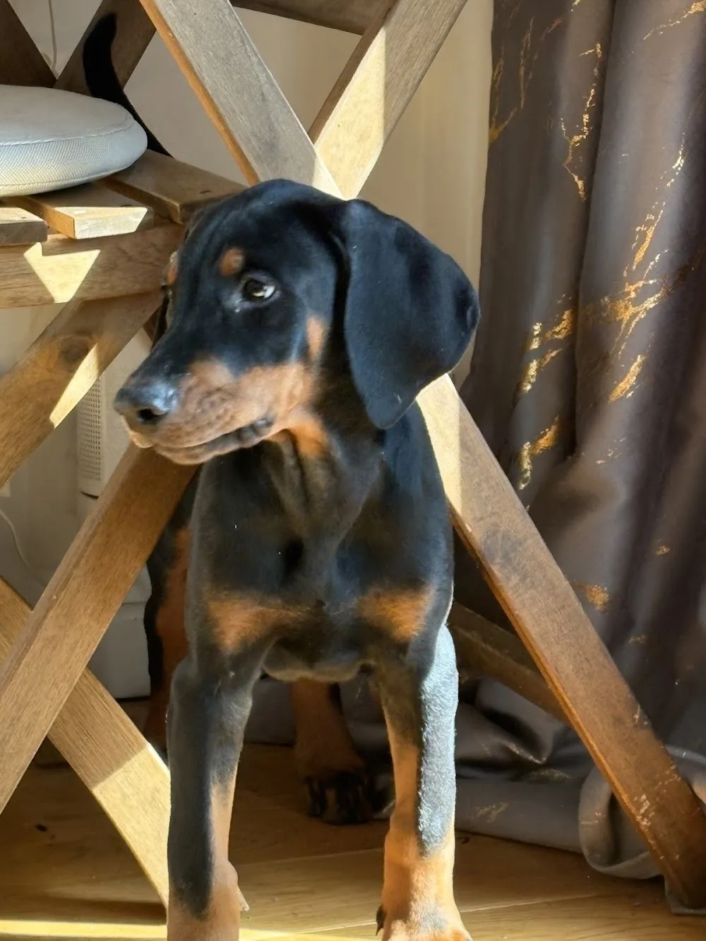Regalis-Dynasty Kennels - Brent pet otel