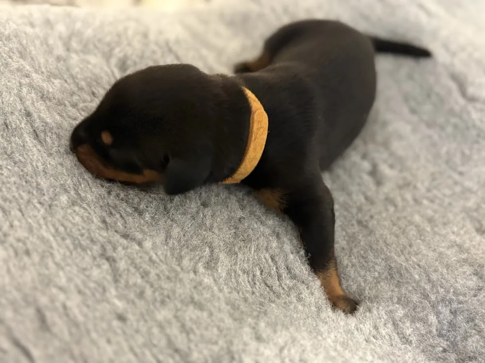 Regalis-Dynasty Kennels - Brent pet otel görseli 3