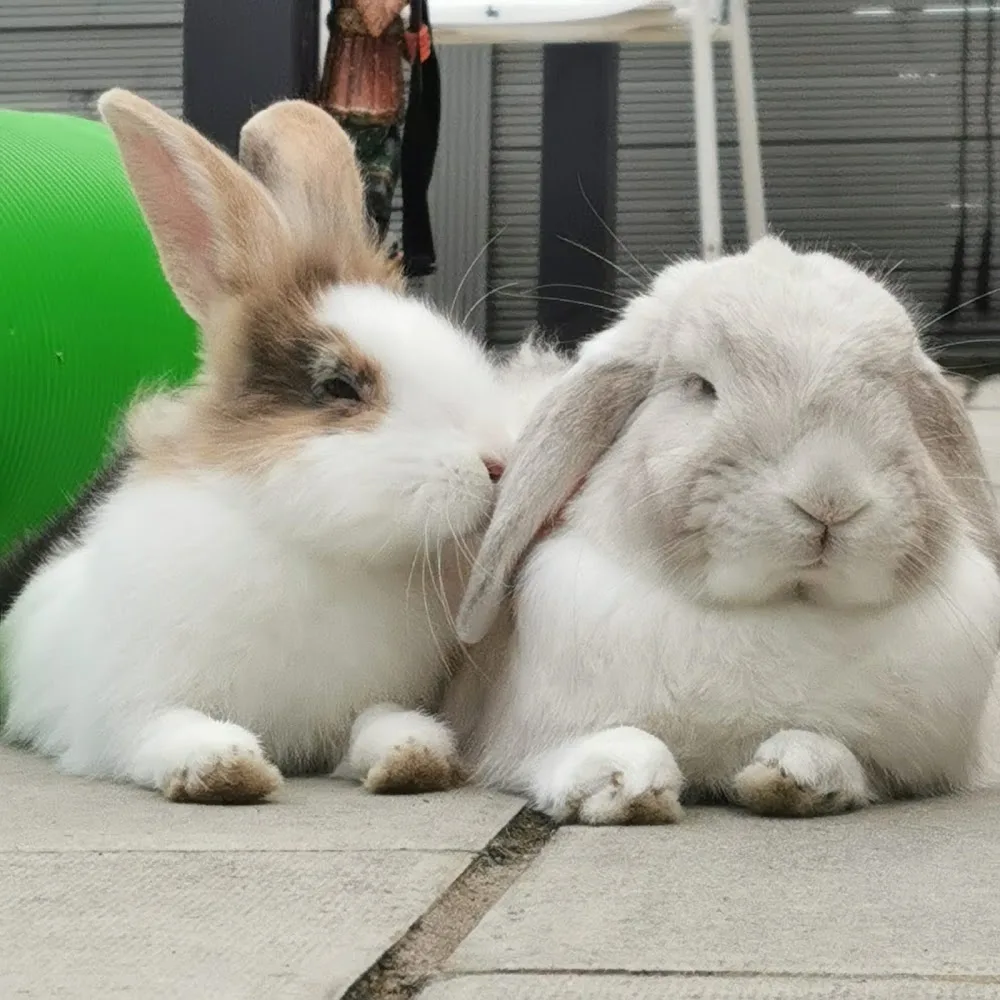 Snowy & Cookie Rabbit Hotel - Brent pet otel
