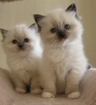 Allevamento di Ragdoll a Brescia - Brescia pet otel