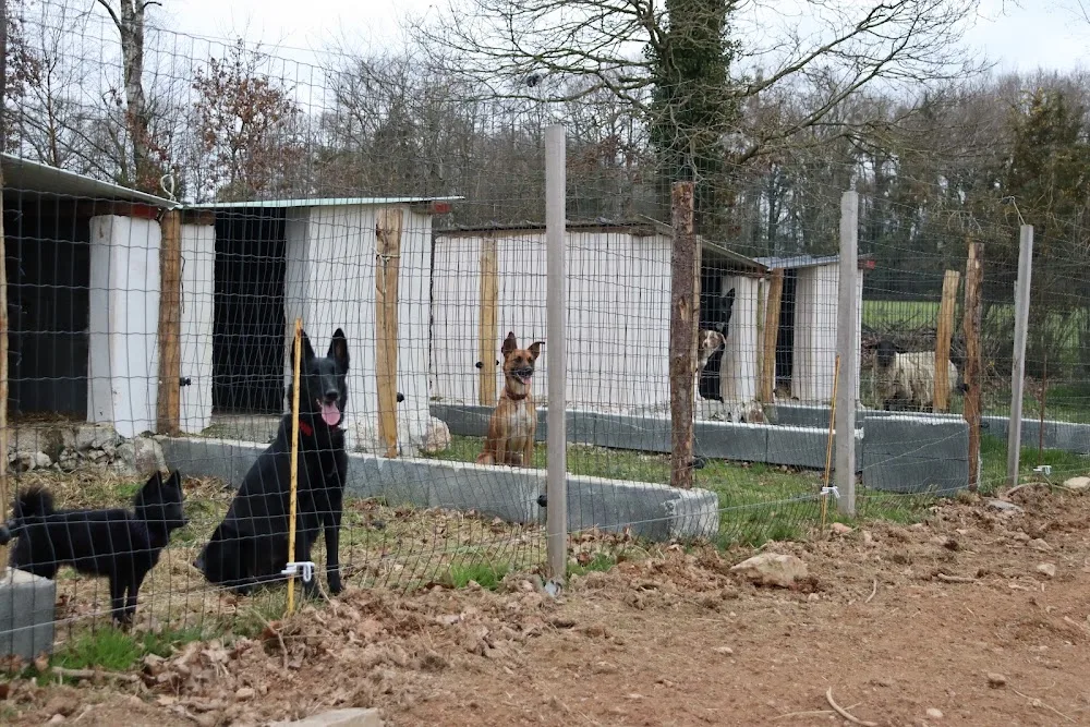 Arts Canins - Bretagne pet otel