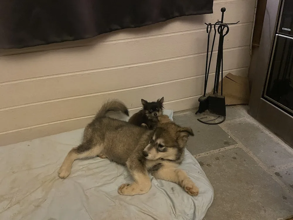 Bien dans ses pattes - Bretagne pet otel