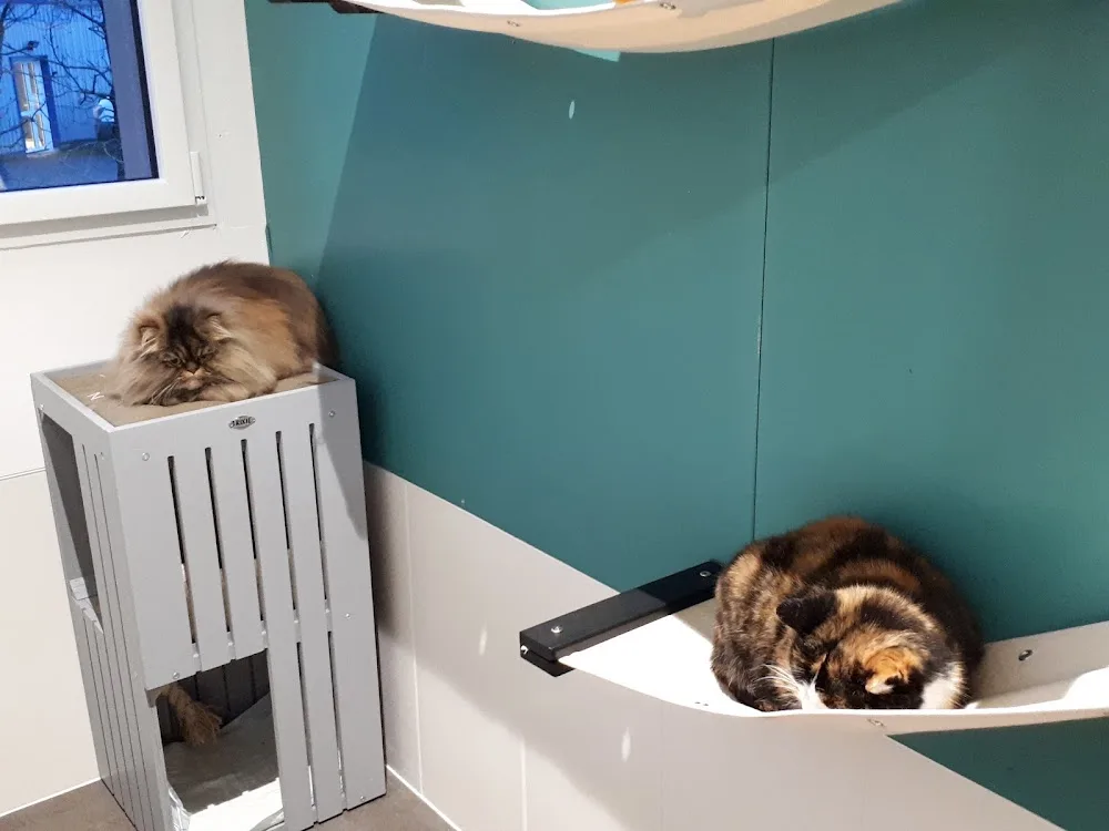 Cat'Breizh - Bretagne pet otel görseli 3