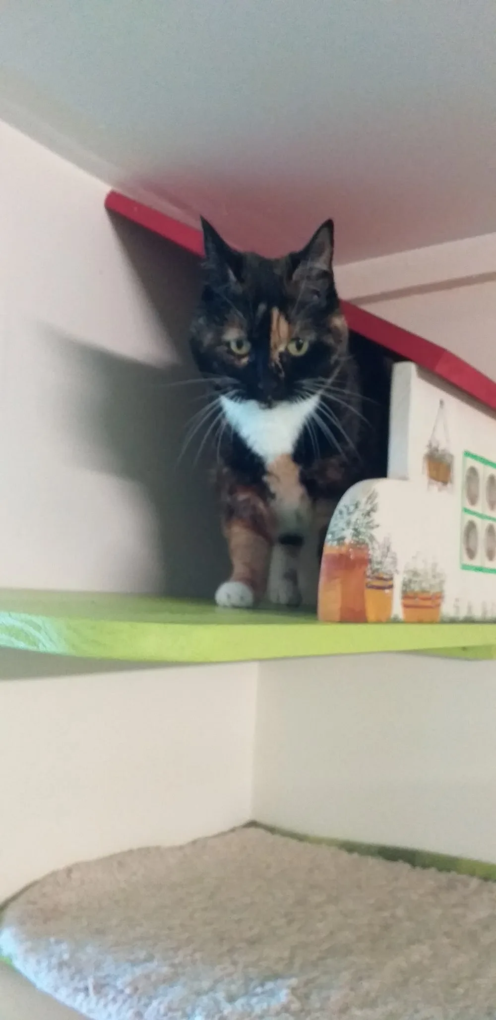 Chat 'O' pour Chats - Bretagne pet otel görseli 2