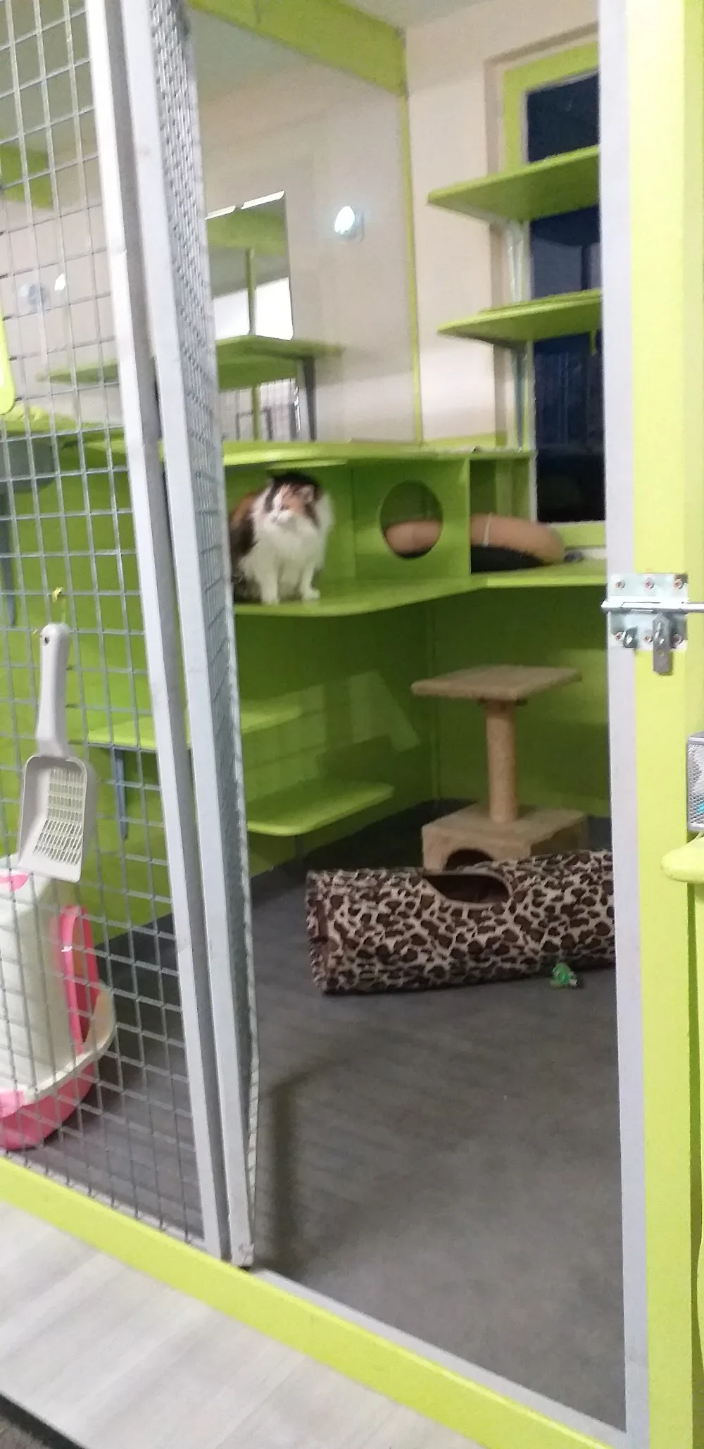 Chat 'O' pour Chats - Bretagne pet otel görseli 3