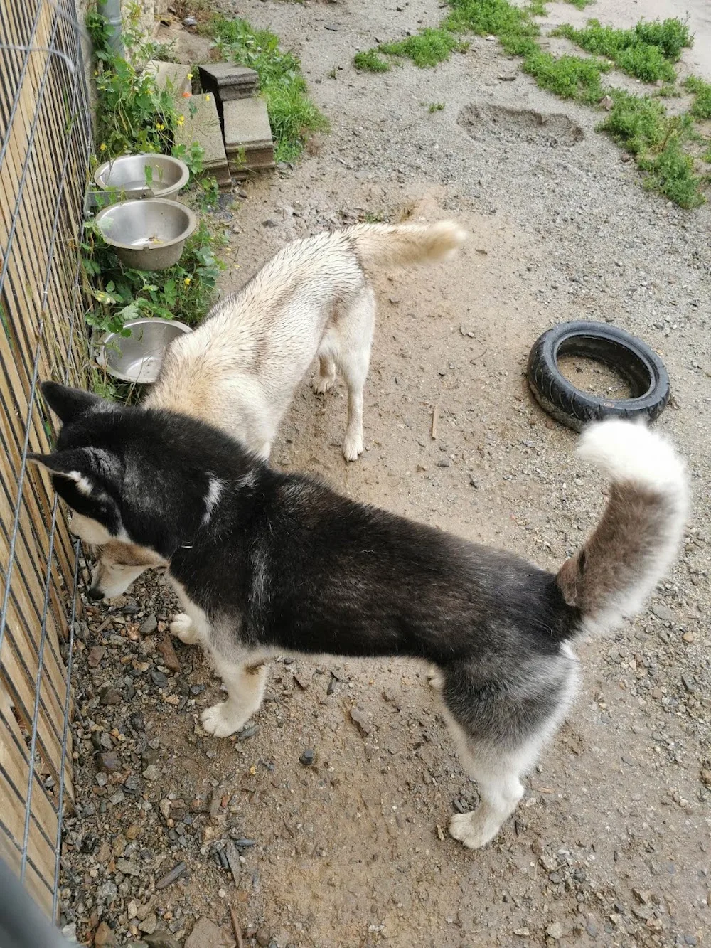 Elevage - Pension Canine " of Aldan River" - Bretagne pet otel görseli 3