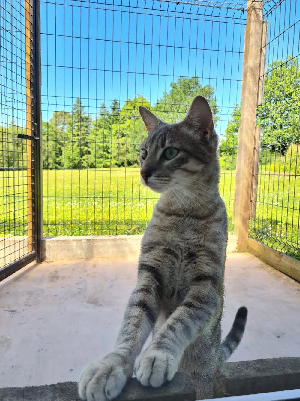 Fox Trotte - Bretagne pet otel