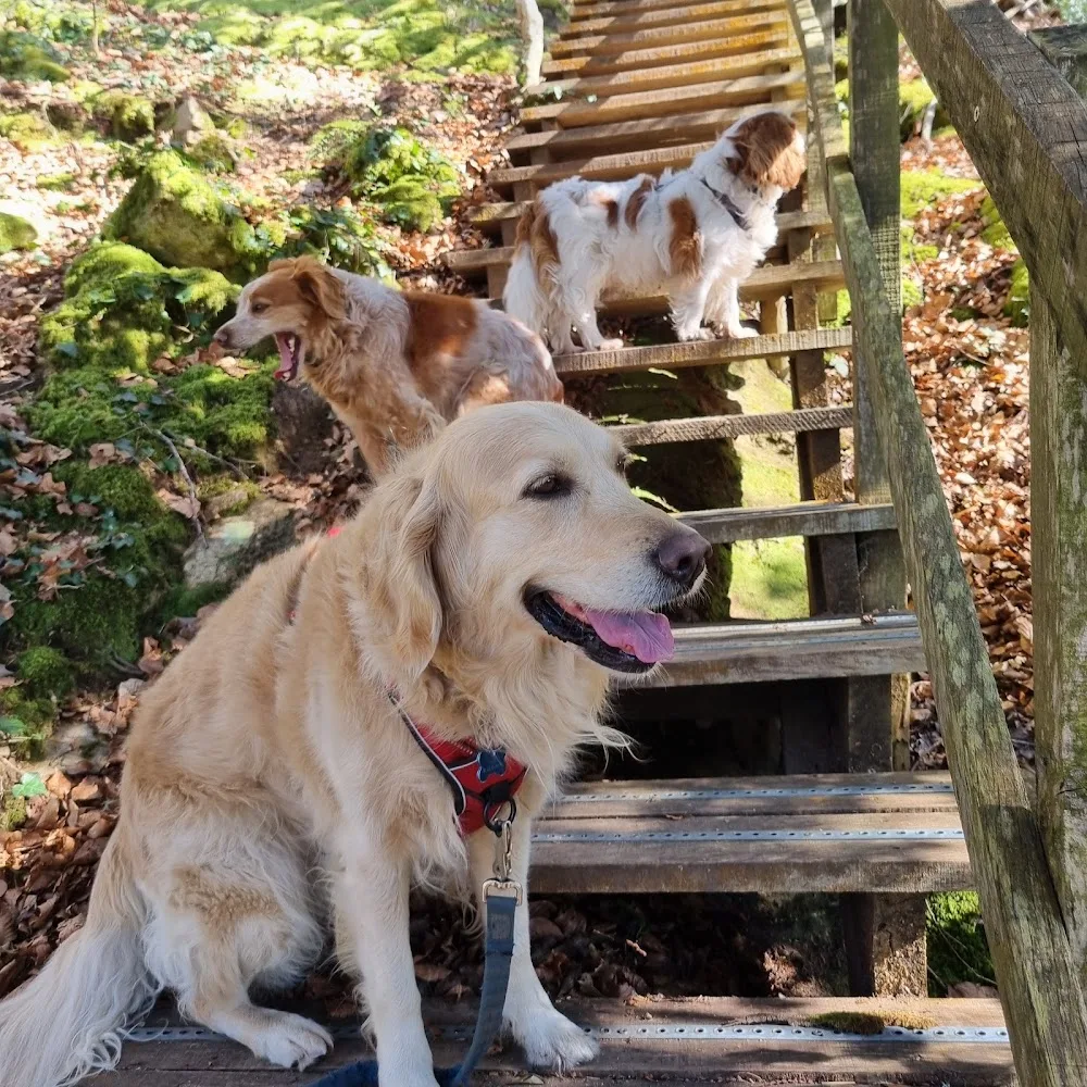 Garde et transport d'animaux (chats & chiens), promenade canine - Anima'Love Services - Bretagne pet otel
