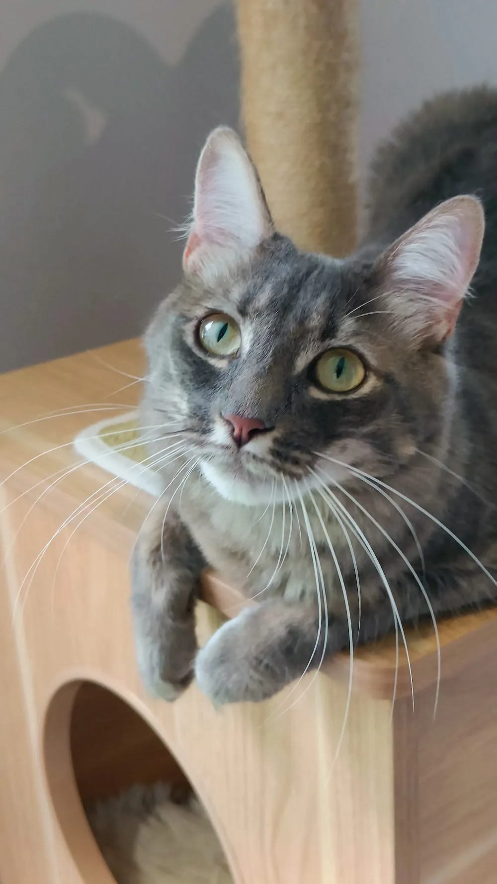 Hotel des Chats Malo - Bretagne pet otel görseli 3