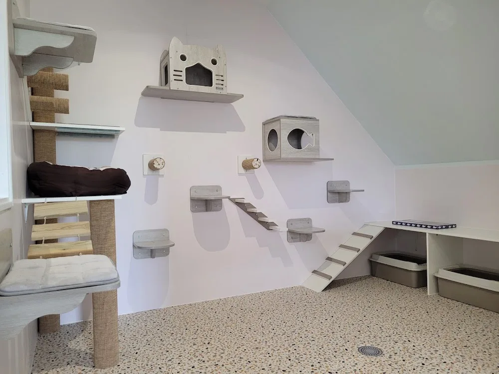Hôtel Félin SERENICAT pension pour chats 22 - Bretagne pet otel görseli 2