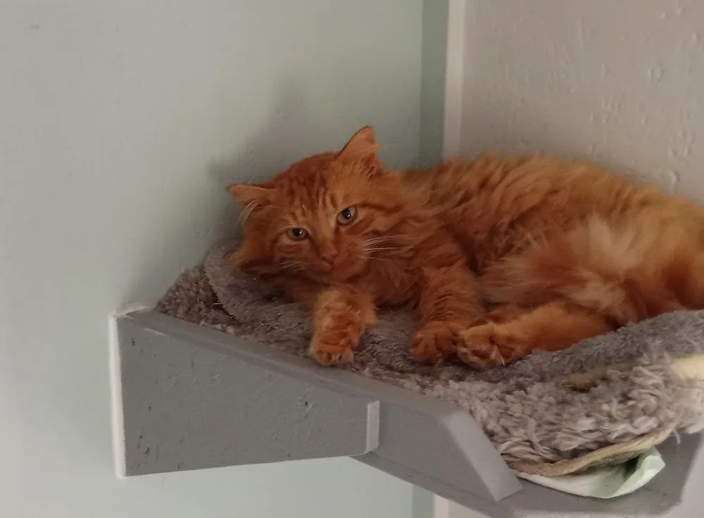 L'arbre à chats - Bretagne pet otel
