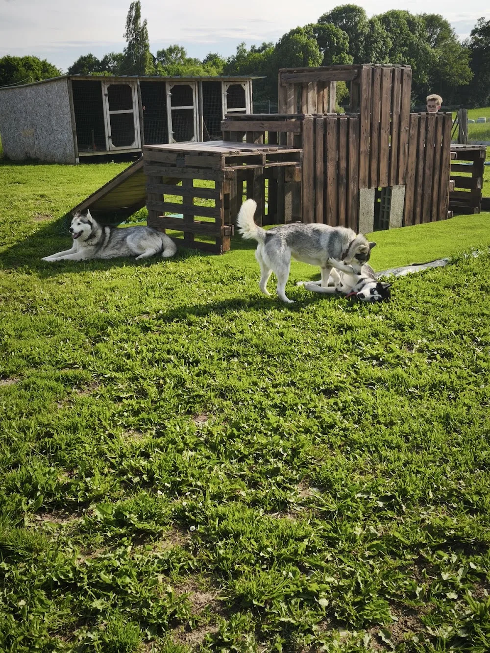 Le chant des loups / Pension canine - éducation comportementale - Bretagne pet otel görseli 2