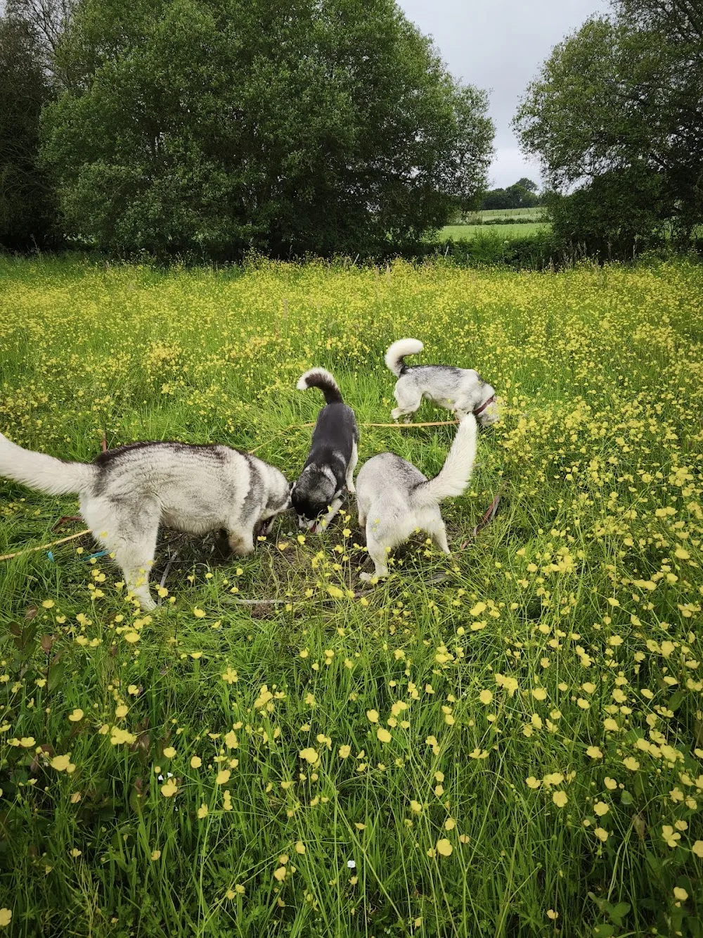 Le chant des loups / Pension canine - éducation comportementale - Bretagne pet otel görseli 3
