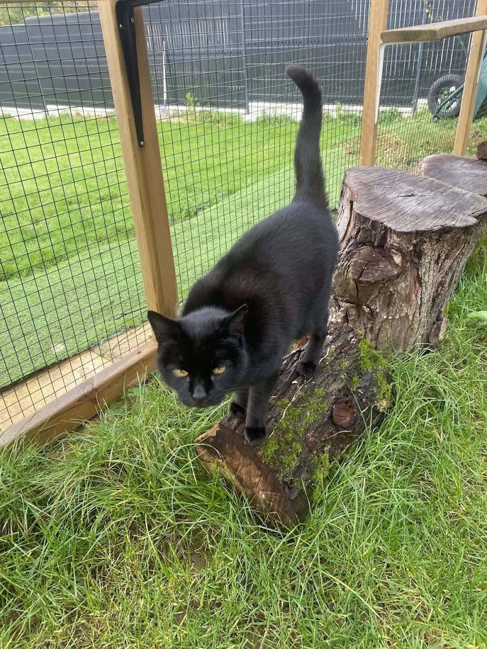 Le havre des chats 56 - Bretagne pet otel görseli 2