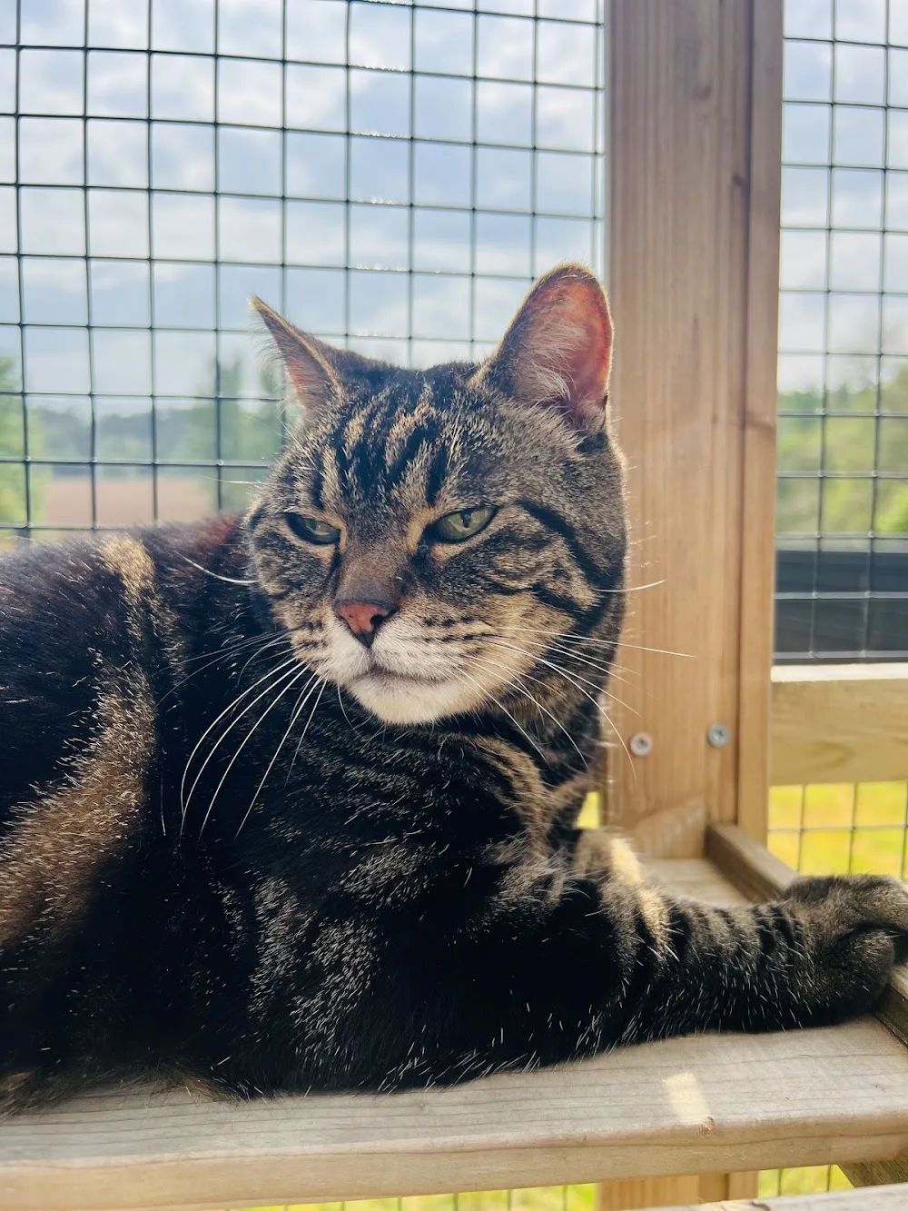 Le havre des chats 56 - Bretagne pet otel görseli 3