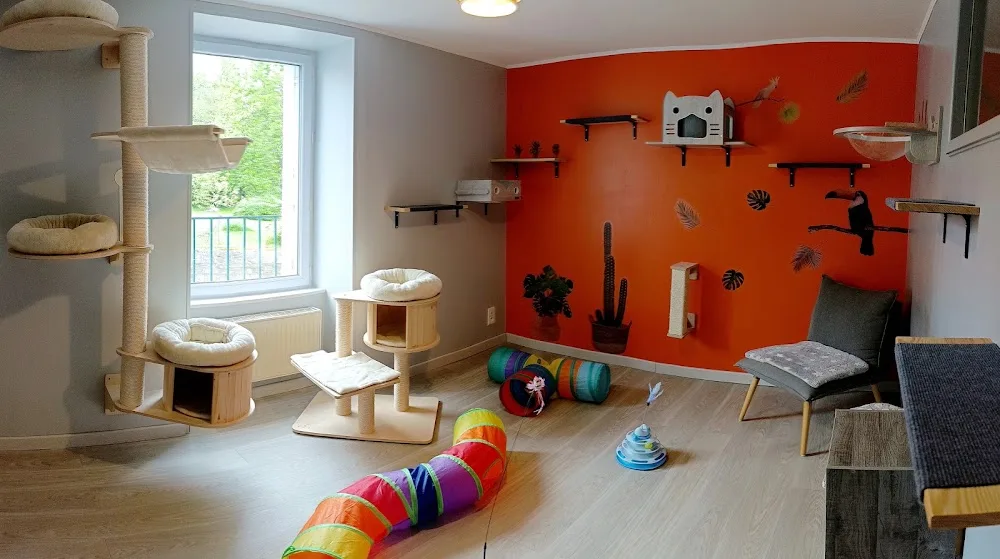 Les Pattounes - pension féline et pet sitter - Bretagne pet otel