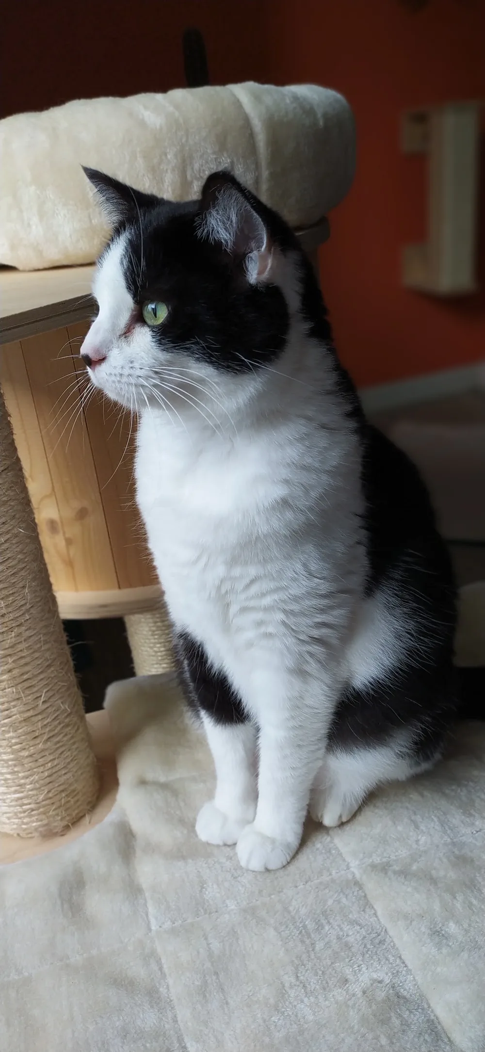 Les Pattounes - pension féline et pet sitter - Bretagne pet otel görseli 3
