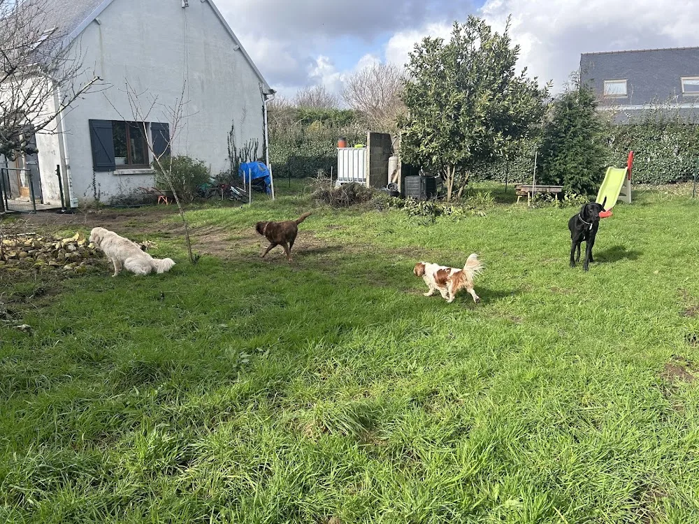 Les Petites Truffes de Kerpitou - Bretagne pet otel görseli 3