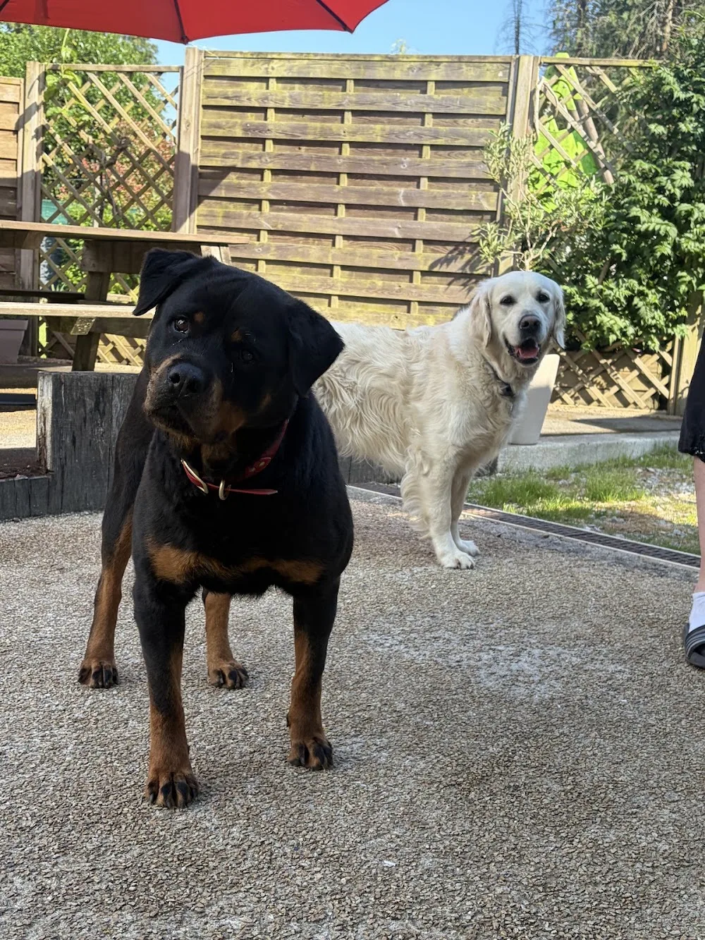 Les vacances chez tata Nono - Bretagne pet otel