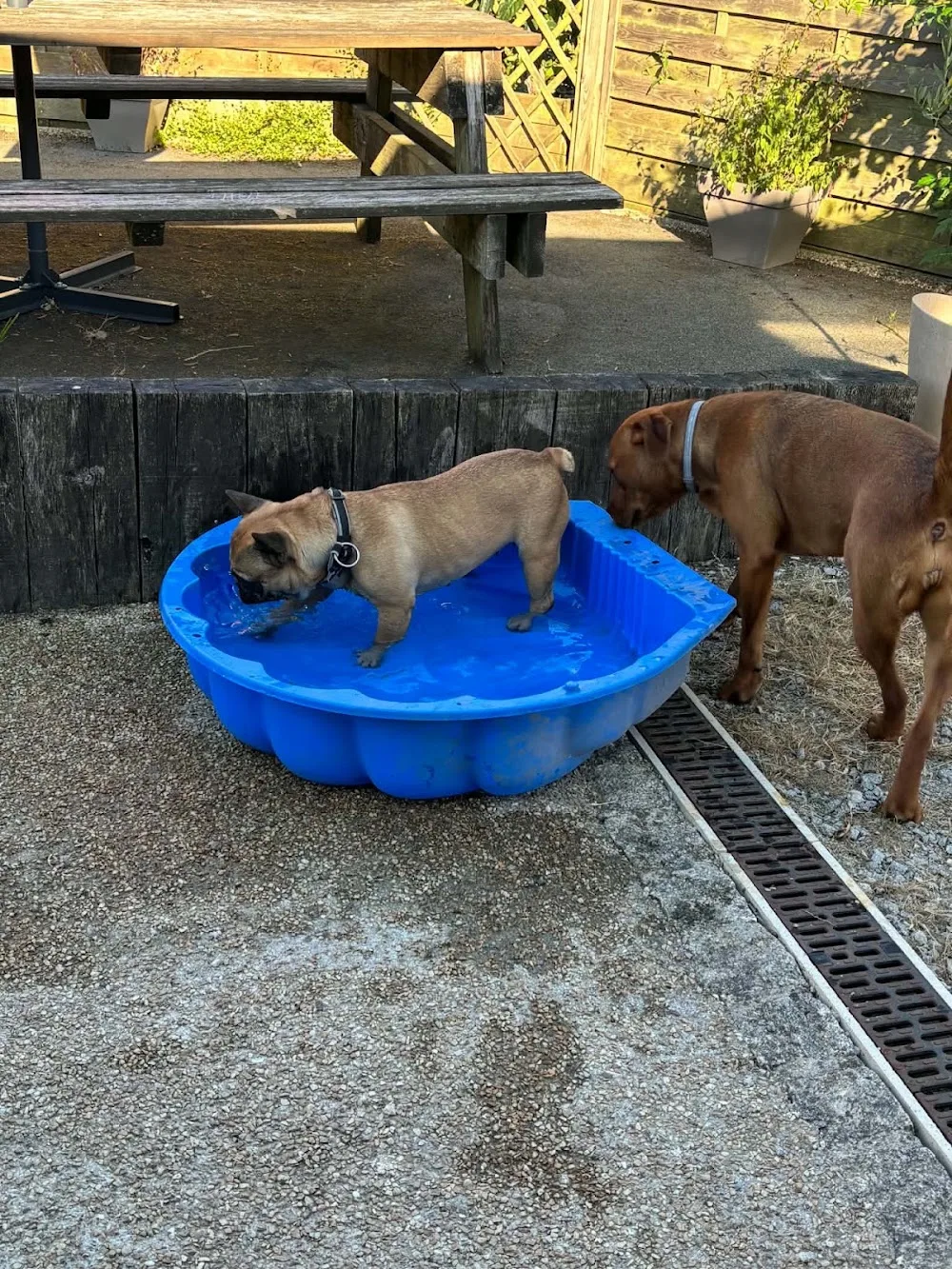 Les vacances chez tata Nono - Bretagne pet otel görseli 3