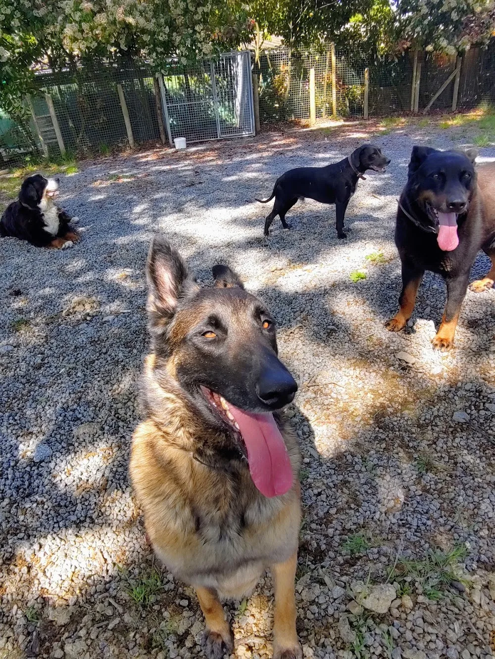 Les Z'anis de Kerjonc - Pension Canine - Bretagne pet otel