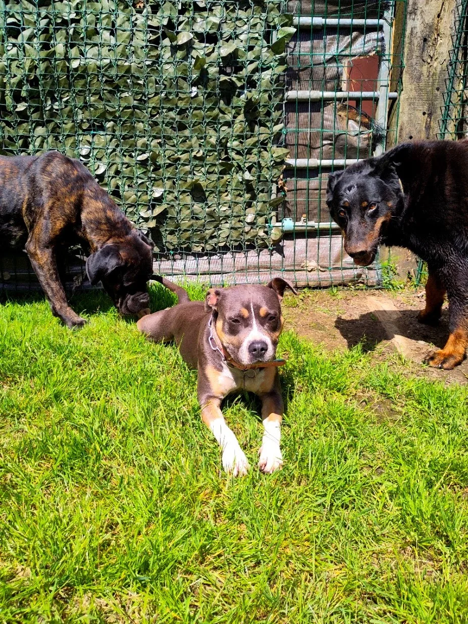 Les Z'anis de Kerjonc - Pension Canine - Bretagne pet otel görseli 3