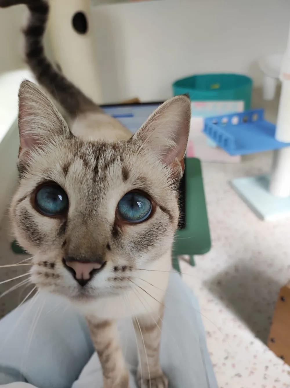Miaoumotel - hôtel & boutique pour chats - Bretagne pet otel görseli 2