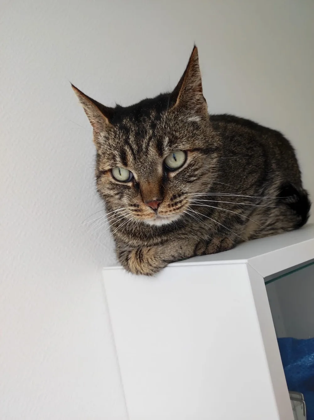 Miaoumotel - hôtel & boutique pour chats - Bretagne pet otel görseli 3
