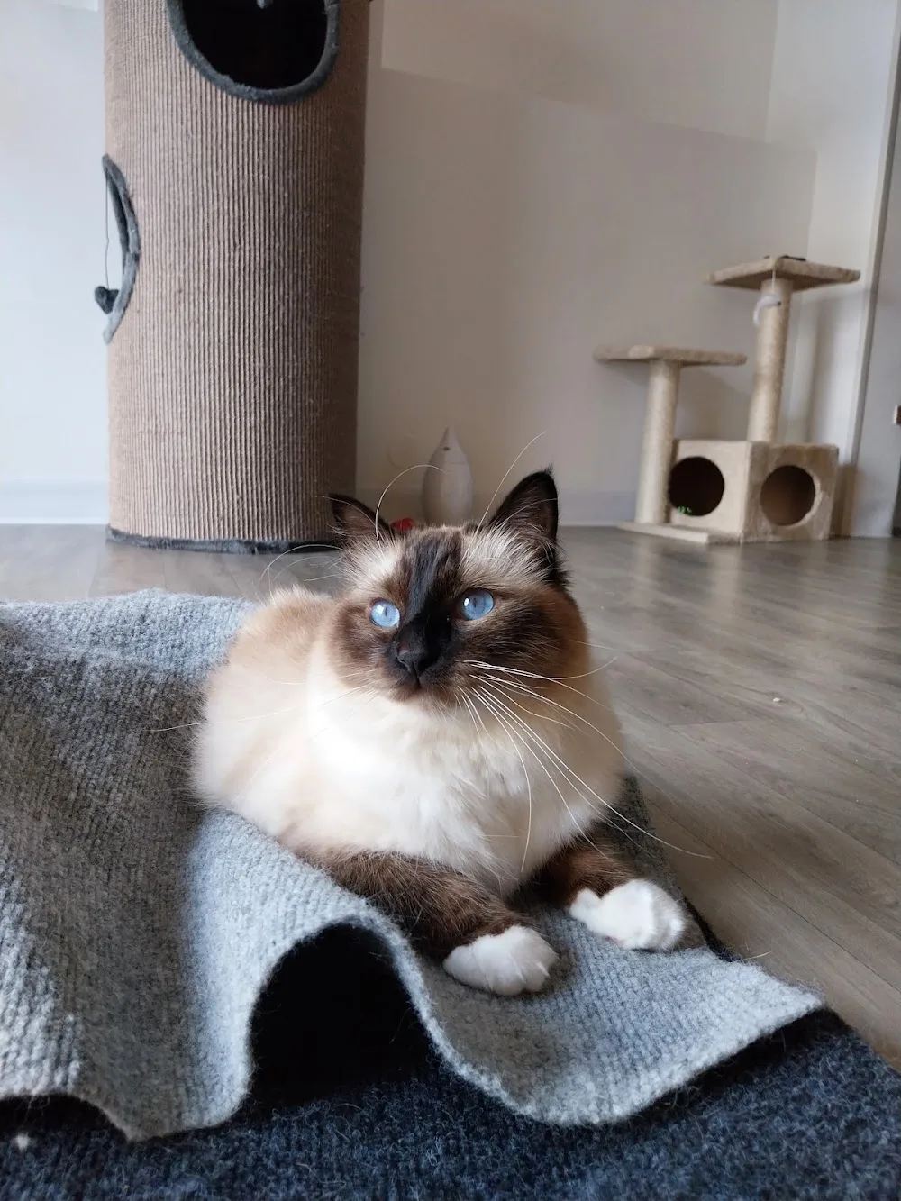 Moustache & Ronron - Hôtel Félin Lorient - Bretagne pet otel