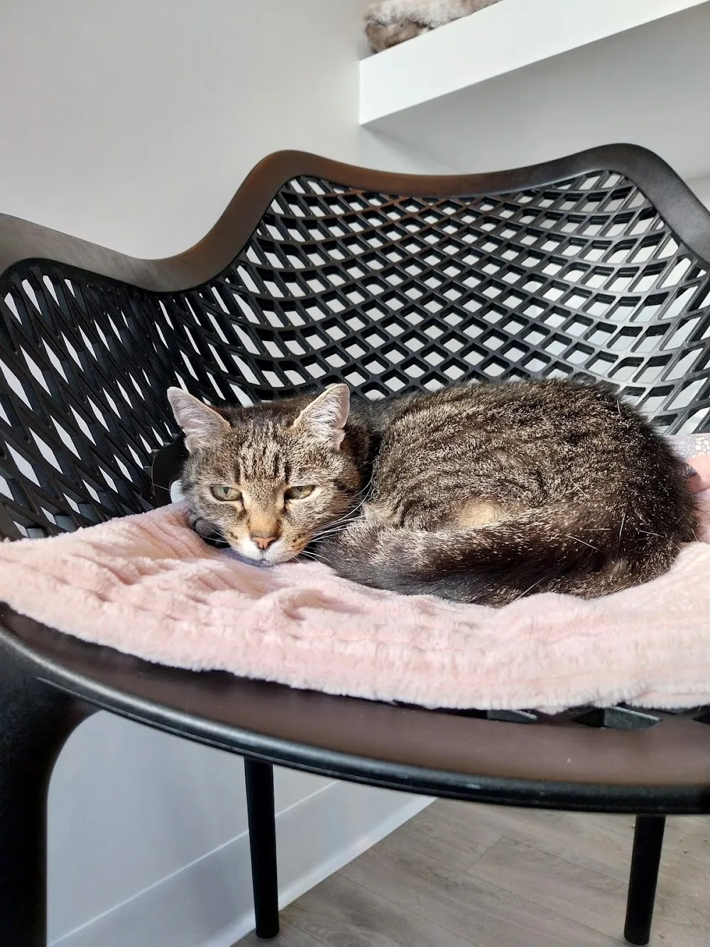 Moustache & Ronron - Hôtel Félin Lorient - Bretagne pet otel görseli 3
