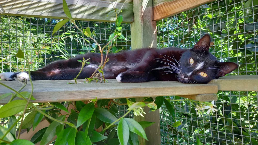O'Cat Chats Pension pour chats - Bretagne pet otel