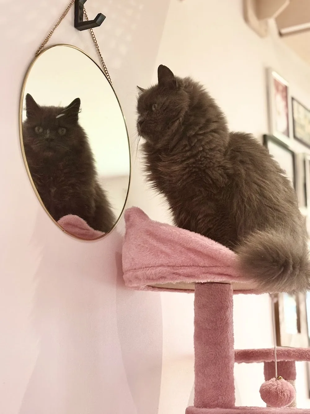 O’Tellement Chat - Bretagne pet otel görseli 3
