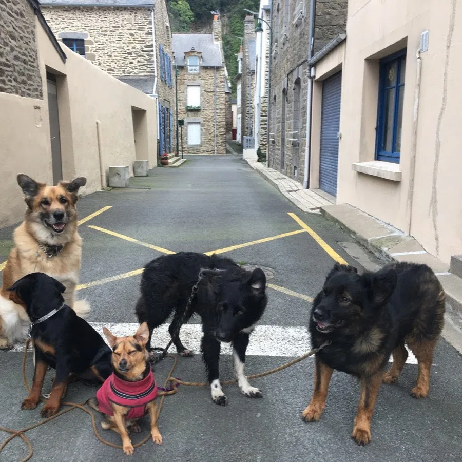 O’Tellement Chat - Bretagne pet otel görseli 4