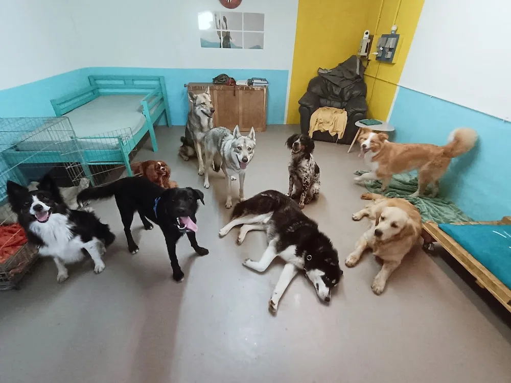 Pat'tout seul pension canine - Bretagne pet otel