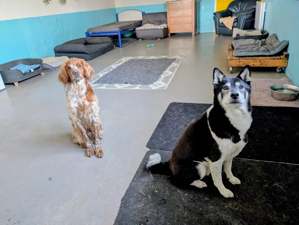 Pat'tout seul pension canine - Bretagne pet otel görseli 3