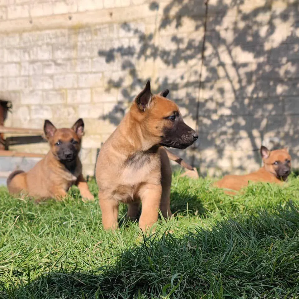 Pension à la Ferme - Bretagne pet otel görseli 3