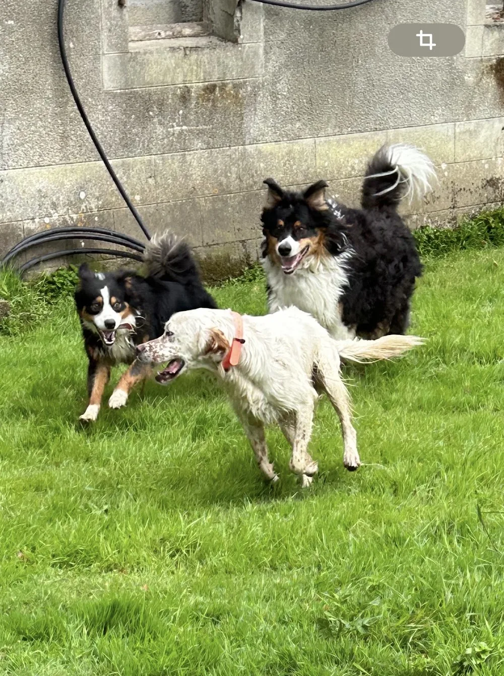 Pension canine de Kervagen - Bretagne pet otel görseli 3