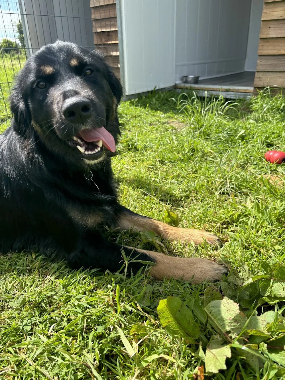 Pension canine dog paradise - Bretagne pet otel
